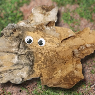Bilde av stein med øyne på gress.